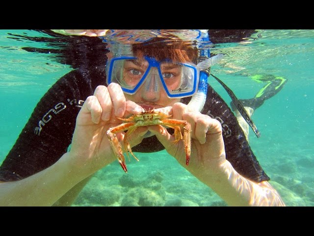 Snorkeling Boca Chica reef and mangroven island - Schnorcheln in Boca Chica