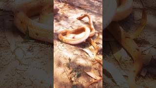 Download lagu Dangerous python snake |reptile snake attack |python vs man#viral 🐍 mp3 Download lagu Dangerous python snake |reptile snake attack |python vs man#viral 🐍 mp3