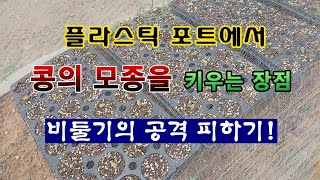 [텃밭농부 1,929]  포트에 콩 모종을 키우면 좋은점. 비둘기의 공격을 피한다. #매주콩제베 #쥐눈이콩재배