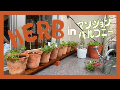 plantes-aromatiques-potager-miniature-balcon