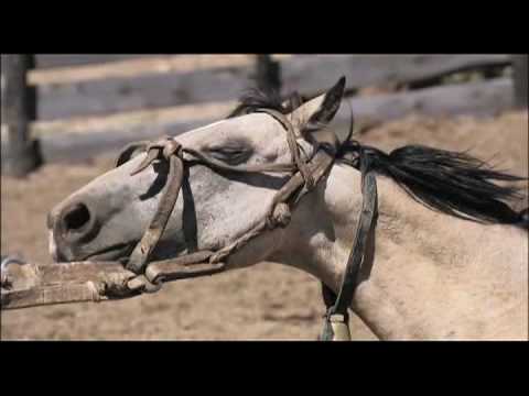 El Gaucho : DOMADOR short version