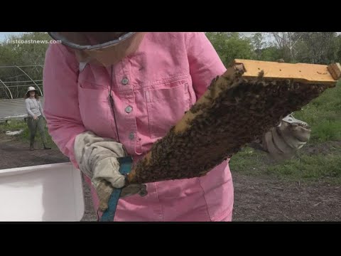 The Buzz on Apiaries | Golden Age