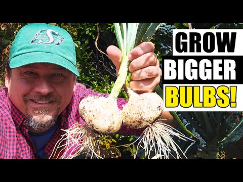 How To Grow An Onion From An Onion Bottom 2019