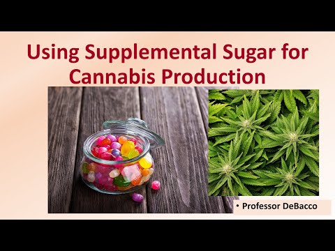 Using Supplemental Sugar for Cannabis Production