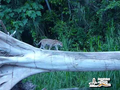 Jaguar / Panthera Onca en el Parque Nacional del Manu