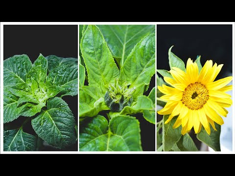 42 Days in 7 Minutes | Sunflower Timelapse - Week 14 to Week 21
