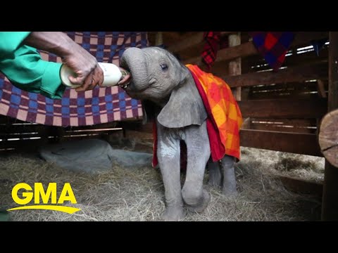 Baby elephant who was rescued from a well is so loved by new elephant family l GMA Digital