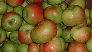 Every garden needs an apple tree!