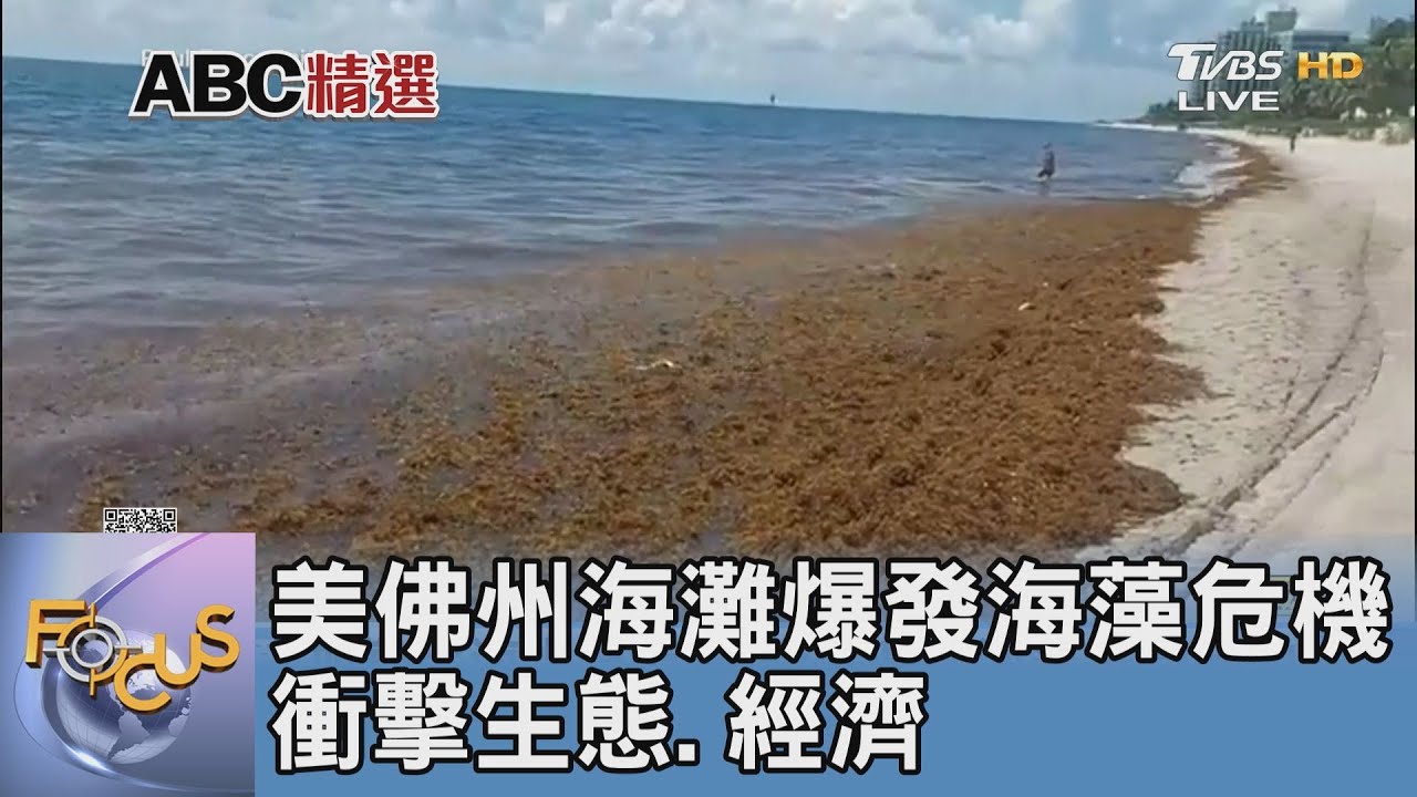 美佛州海灘爆發海藻危機 衝擊生態、經濟