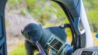ATTACKED BY WILD BABOONS in CAPE TOWN