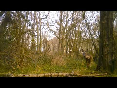 trail camera Woodland traffic