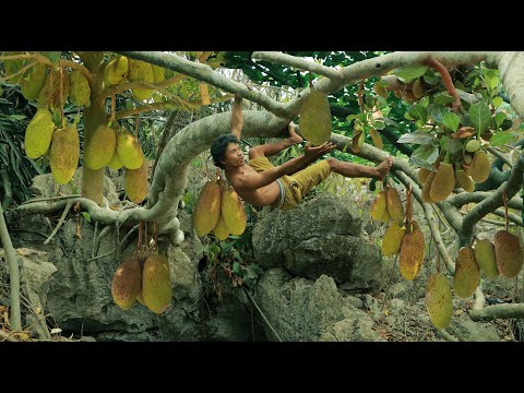 Jackfruit Rich at up the rocks hill