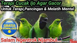 Download lagu TERAPI CUCAK IJO AGAR GACOR mp3 Download lagu TERAPI CUCAK IJO AGAR GACOR mp3