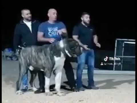 🦍Samson garitha 🦍the bigest Dog in the world