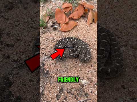 3 Friendly Snakes🐍 You Can Actually Keep as Pets