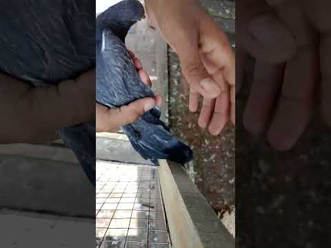 eyes ka bharteen alage torba d i drop ka lamize astimal kra gis bhi ka kabootar kye eyes khrab hou w