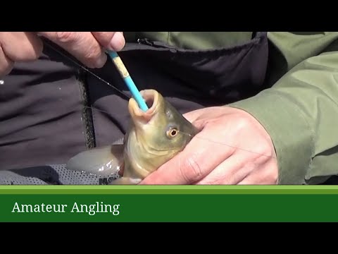 Amateur Angling