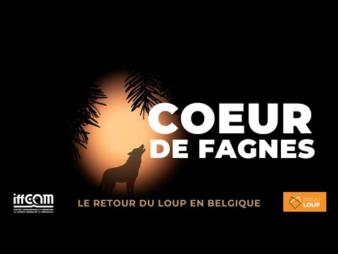 Coeur De Fagnes : Le retour du loup en Belgique