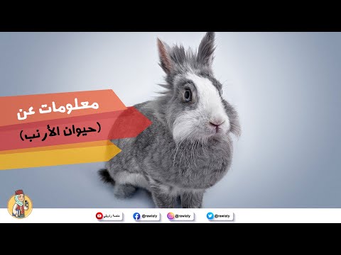 , title : 'معلومات عن حيوان الأرنب للأطفال من منصة راويتي'