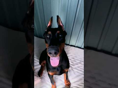 Kutey ke bhee mauj hai // but hum 😢 // #trending #viral #dog #funny #viralshort