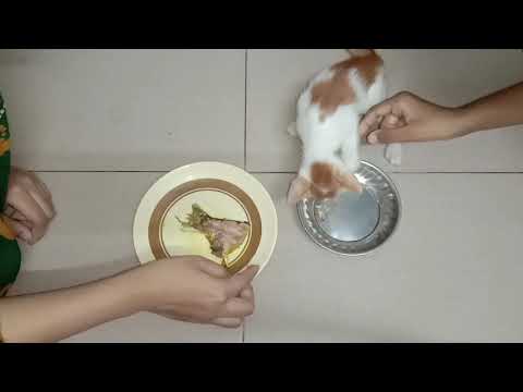 Puchi \ Cat Eating fried fish - Ahnaf tasin