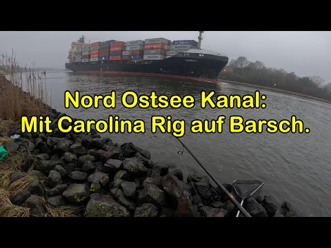 Perch at the Kiel Canal - An attempt with a Carolina Rig