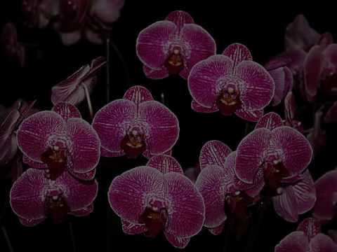 EU TE AMO E VOU GRITAR _____________***ROUPA NOVA***