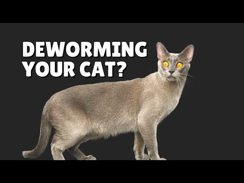 How Often To Deworm Cats | Two Crazy Cat Ladies