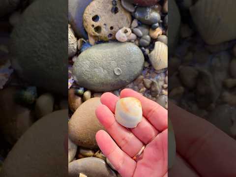 #seatreasures #seashells #beach #beachcombing #seashelling