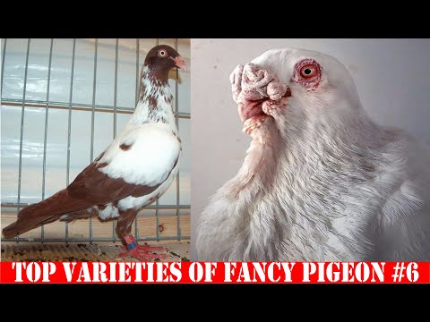 , title : 'Top Varieties Of Fancy Pigeon #6'