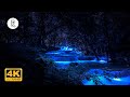 Forest Sounds at Night - Crickets, Creek Water Sounds, Rain & Thunder 🎧 Nature Sound
