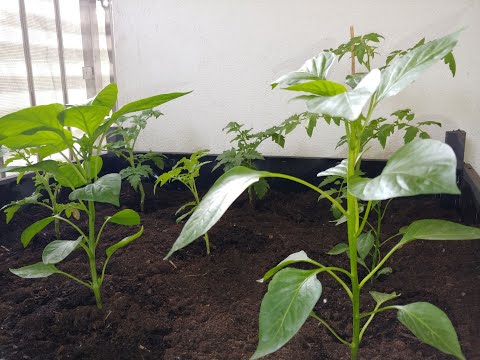 Balkon w pomidorach 15.05.2021 - eksperyment vol. 1