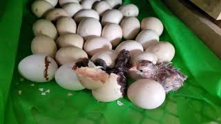 Native Chicken Eggs Hatching in Home Made Incubator