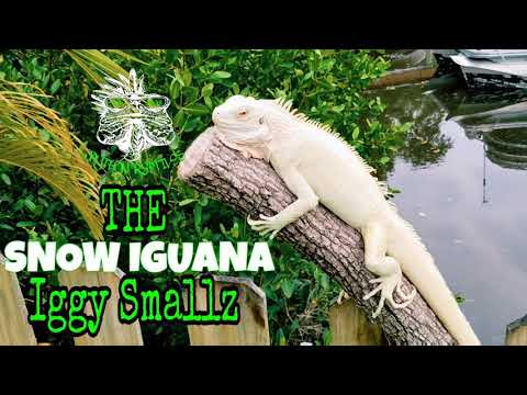 IGGY SMALLZ Begging.... August 2021