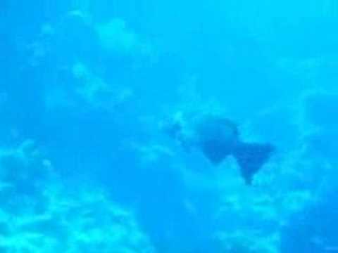 Sharm el Sheik - Thomas Reef, Thomas Reef,Ägypten