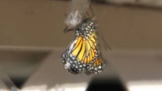 preview picture of video 'Monarch Butterfly Chrysalis Hatching Bonita Springs, Florida'