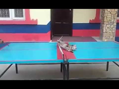 The girlfriend revange