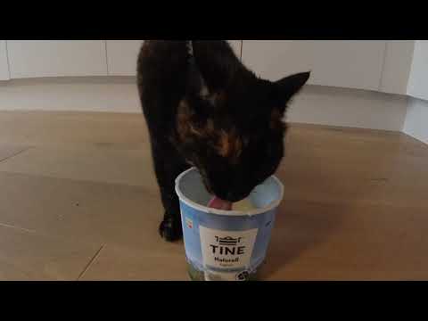 remie yoghurt versie 2