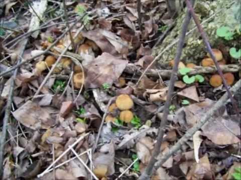 download lagu mp3 mp4 Morel Mushroom Finder, download lagu Morel Mushroom Finder gratis, unduh video klip Morel Mushroom Finder