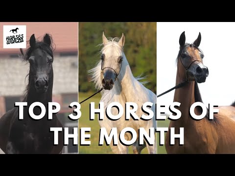 Top 3 Horses of this Month