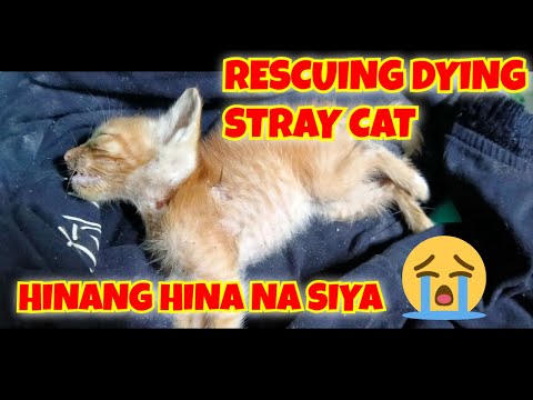 RESCUING A DYING KITTEN. ALL HOPE IS NOT LOST