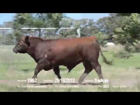 14º Remate Só Angus - Tradição. Tat.: 1962