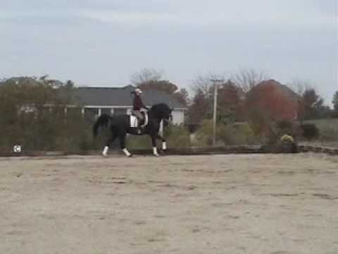 Sold! Braveheart-12 yr old FEI dressage schoolmaster