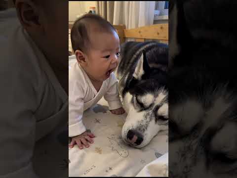 让二哈哄小宝宝睡觉，结果这傻狗把自己哄睡着了，呼噜声震天响 #husky #寵物友善日常 #funny #cute #pets#哈士奇 #shorts