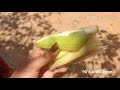 Idugampalayam Anjaneyar Temple Vlog