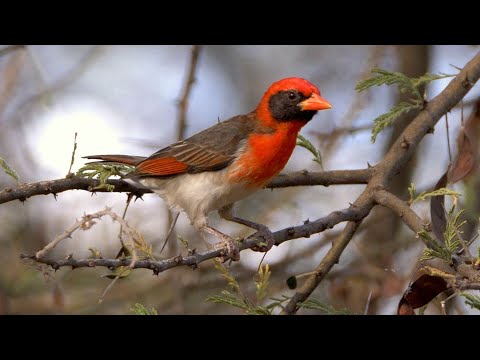 Pletiarka červenohlavá (Anaplectes rubriceps) — správanie, biotop a hlas