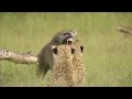 Nature: Big Cats, Small World: Landlords PREVIEW
