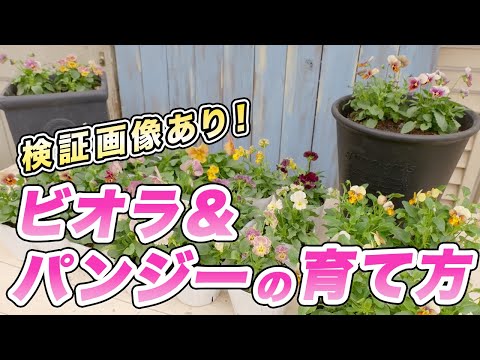 植える前に土を準備する方法