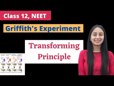 Griffith's Experiment | Class 12 | NEET Biology