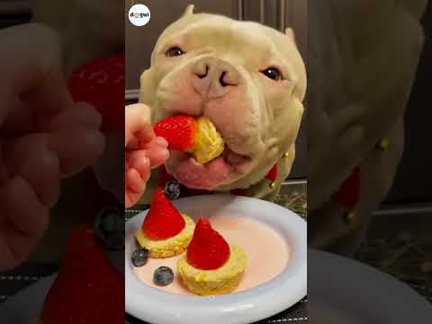 Pitbull Tries Homemade Dog Friendly Cake Recipe #dog #dogs #puppy #shorts